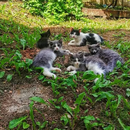 Appartamento Centrul Vechi Old Center