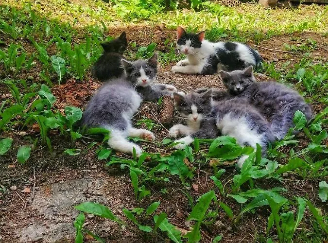 Appartamento Centrul Vechi Old Center